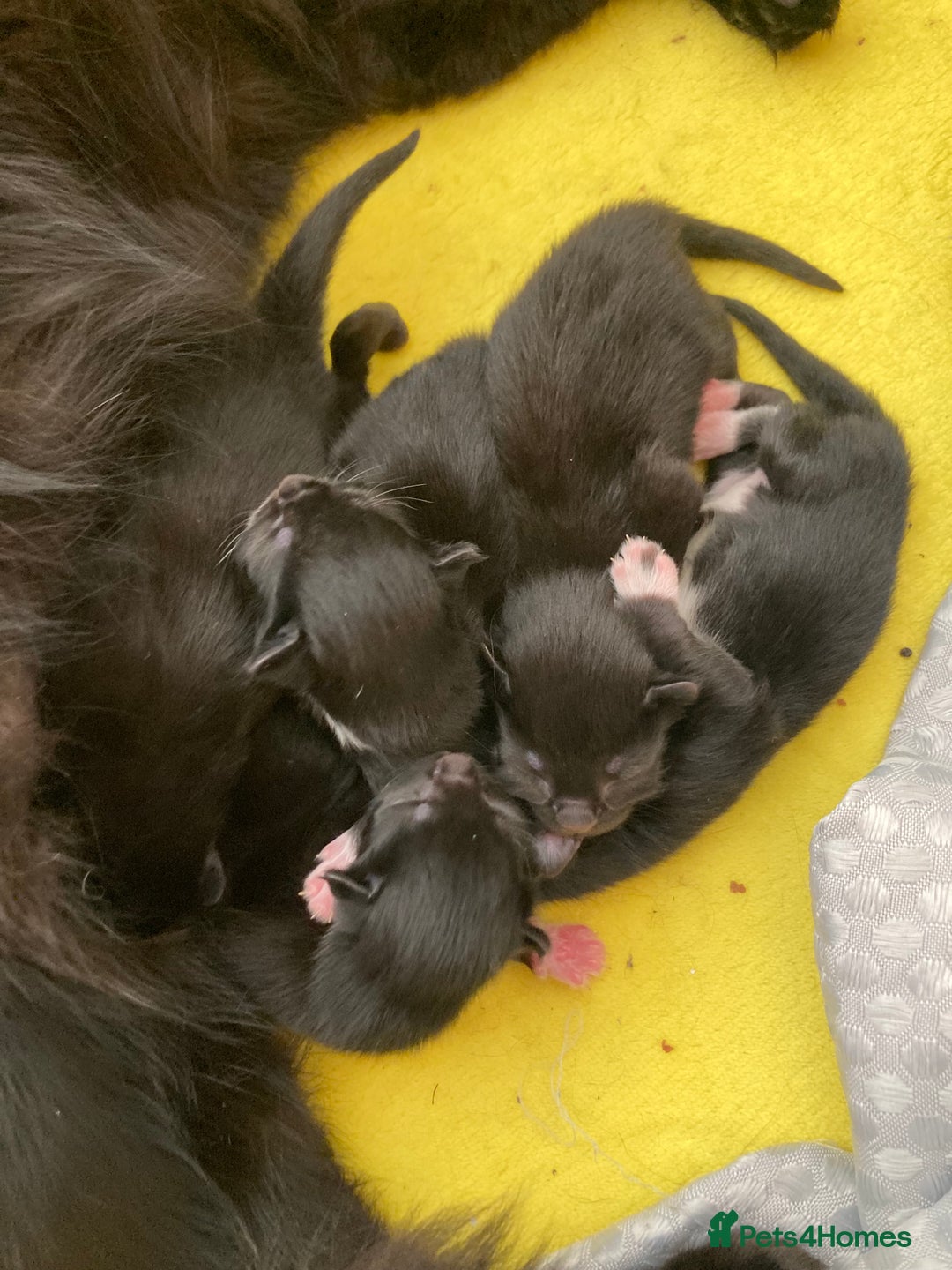 British Shorthair cats for sale: 8 weeks old kittens ready for forever homes  - Image 4