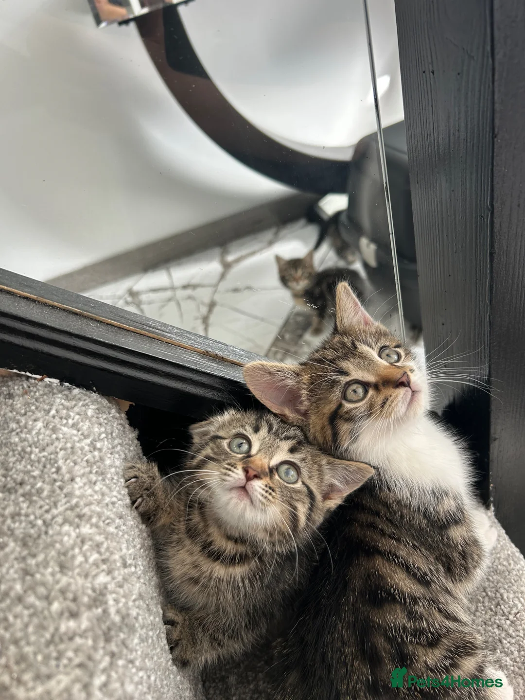 Domestic Shorthair cats for sale: 5 Tabby kittens - Advert 1