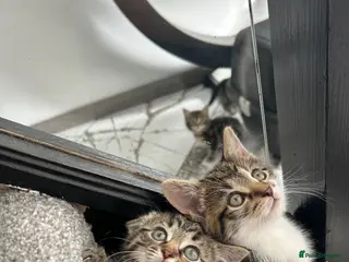 Domestic Shorthair cats 5 Tabby kittens - Advert 17