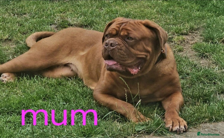 Dogue De Bordeaux dogs - Advert 1