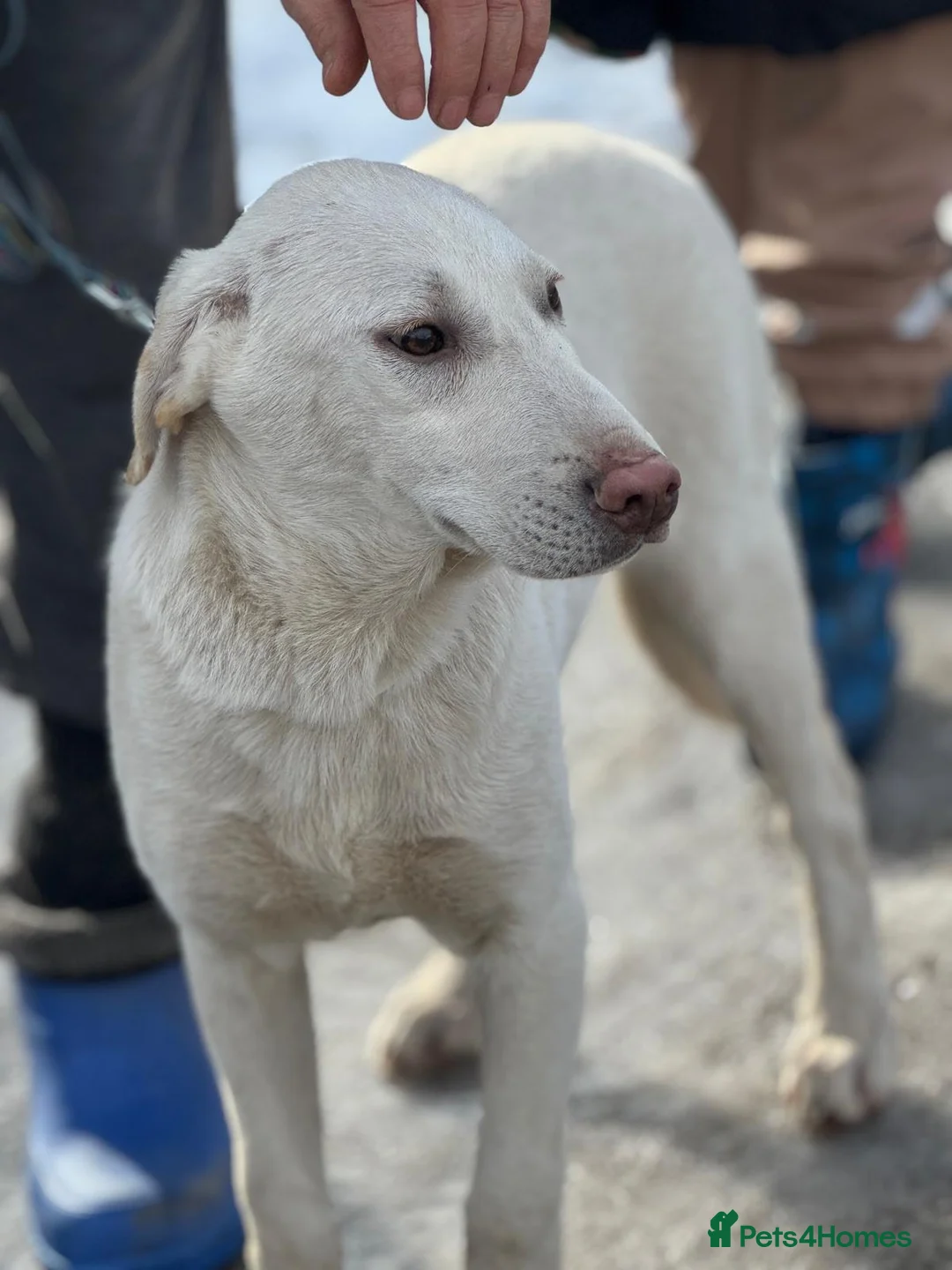 Mixed Breed dogs for adoption: 🐾 JACK – Gentle Soul with the Sweetest Eyes - Advert 28