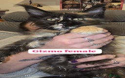 Maine Coon cats for sale: Take a look at these beautiful mainecoon kittens - Image 3