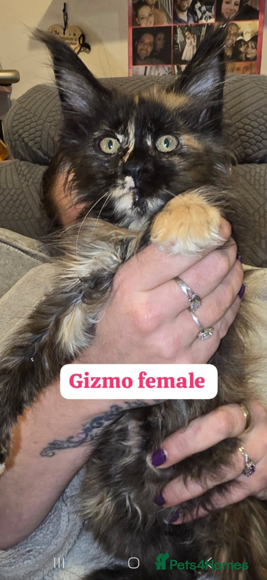 Maine Coon cats for sale: Take a look at these beautiful mainecoon kittens - Image 3