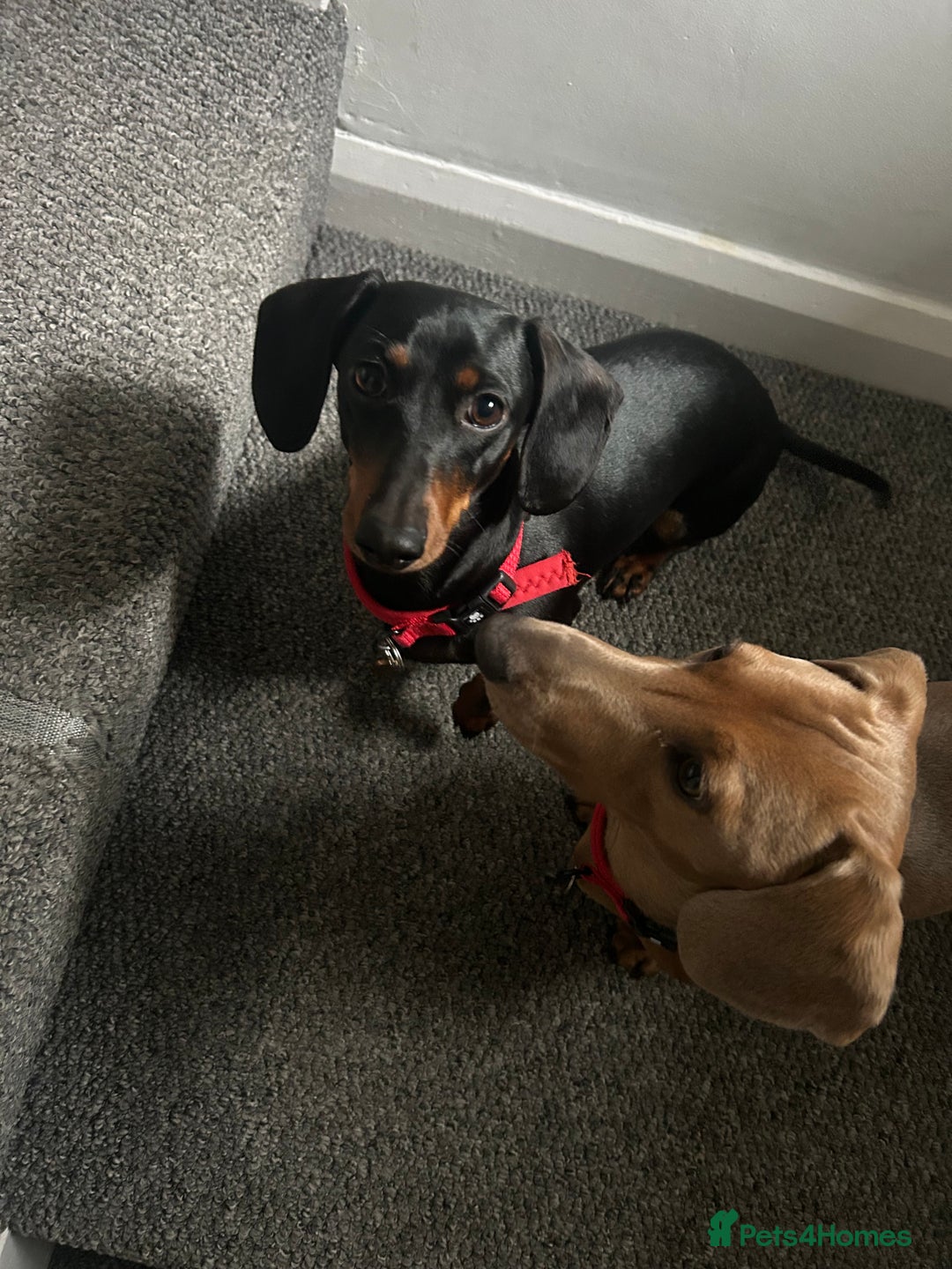 Miniature Dachshund dogs for sale: Beautiful miniature doxies  - Advert 10