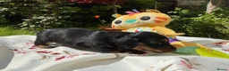 Miniature Dachshund dogs for sale: GORGEOUS KC reg PRA CLEAR MINI DACHSHUND PUPPIES in Swansea - Advert 15