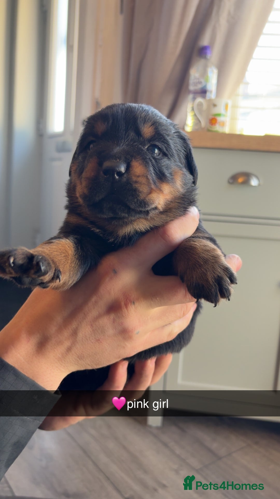 Rottweiler dogs for sale: Big boned chunky Rottweiler puppies - Advert 24