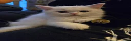 Scottish Fold cats for sale: Scottish straight kitten for sale  in Leeds - Advert 4