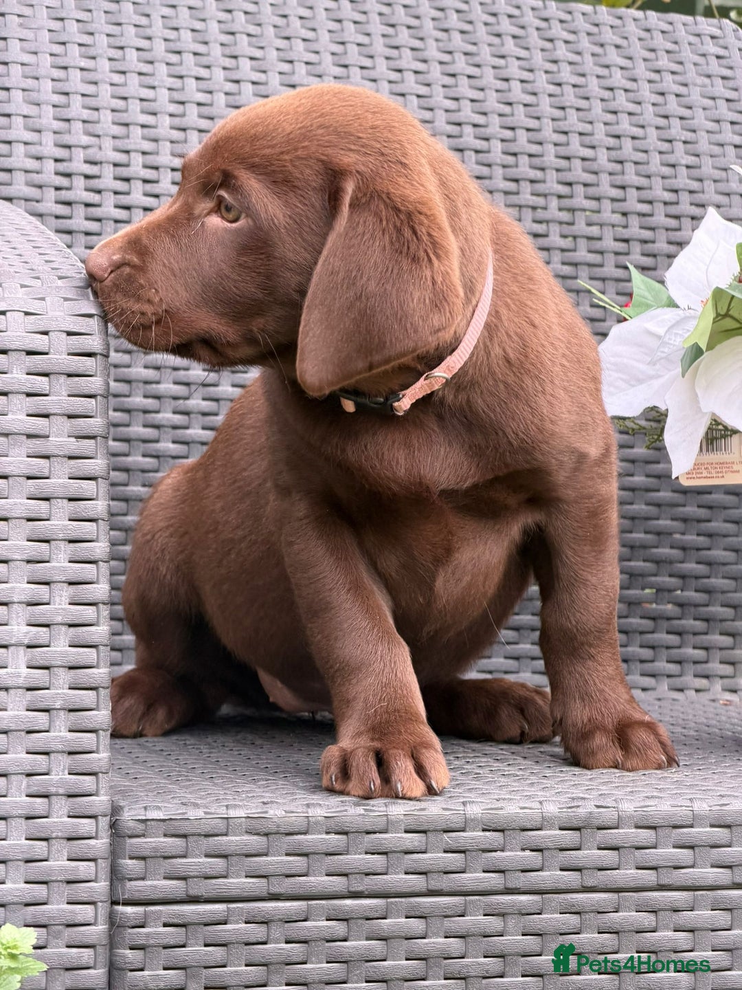 Labrador Retriever dogs for sale: Choc/silver labrador retriever pup F - Image 3