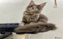Maine Coon cats for sale: Stunning TICA Registered Maine Coon Boys Available - Image 14