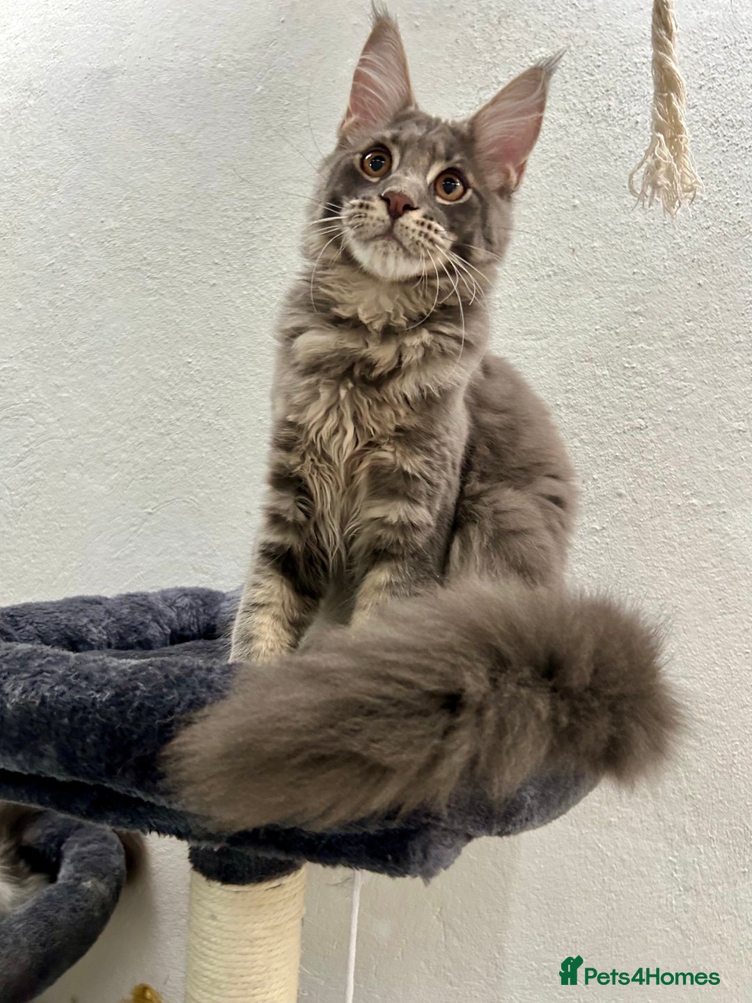 Maine Coon cats for sale: Stunning TICA Registered Maine Coon Boys Available - Image 14