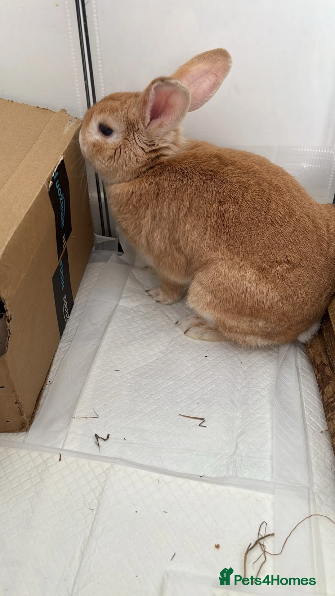 Mixed Breed rabbits for sale: Rabbit to go to a good home - Advert 2