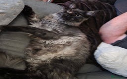 Maine Coon cats for sale: Maine coon - Image 2