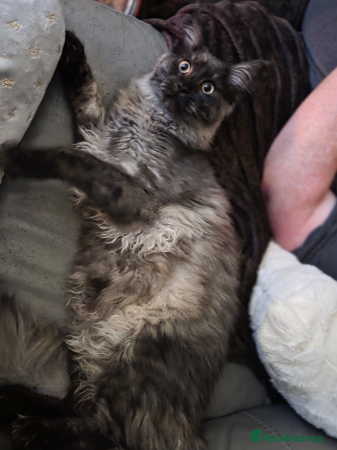 Maine Coon cats for sale: Maine coon - Image 2