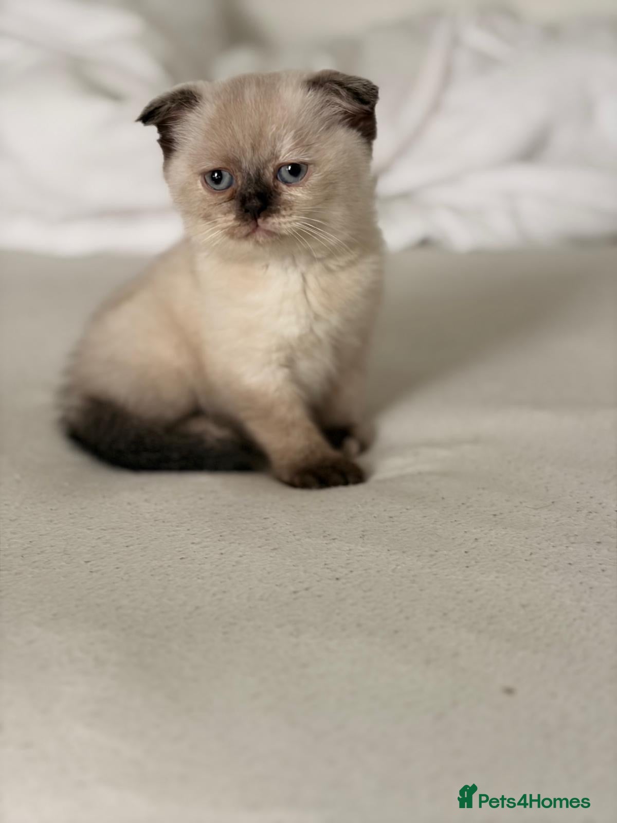 Scottish Fold cats     Meet Our 4 Sweet Scottish Fold Kittens - Advert 2