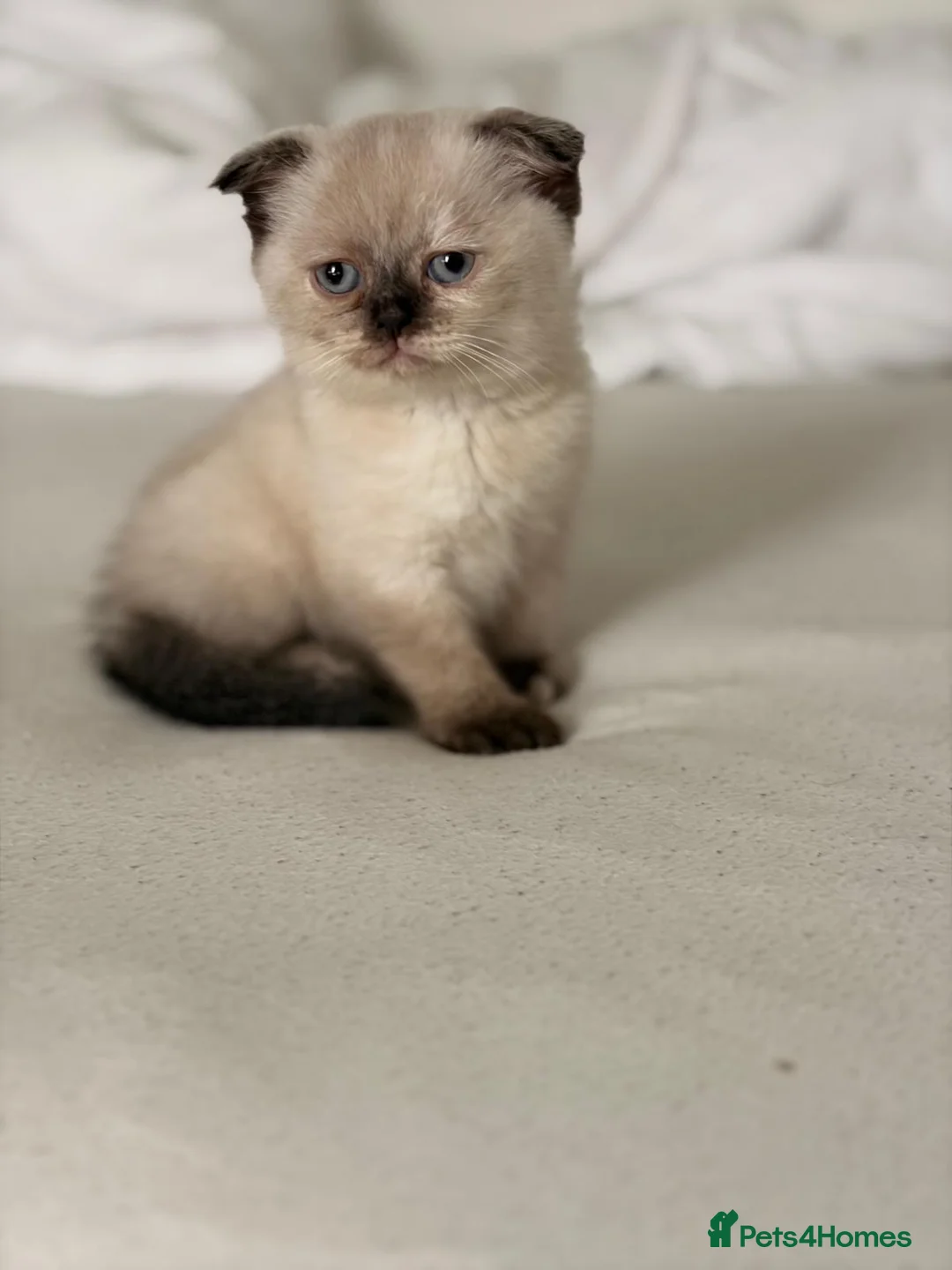 Scottish Fold cats for sale:     Meet Our 4 Sweet Scottish Fold Kittens - Advert 1