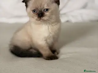 Scottish Fold cats Meet Our 4 Sweet Scottish Fold Kittens - Advert 2