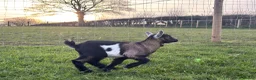 Goats livestock for sale: 2 male Pygmy crosses  in Wrexham - Advert 3