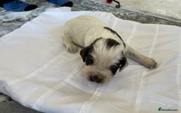 Cocker Spaniel dogs for sale: Healthy puppies - Image 15