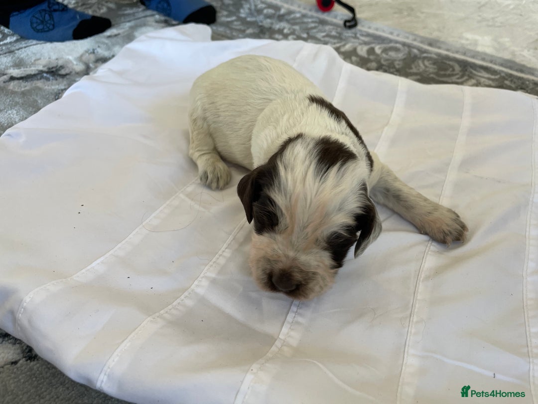 Cocker Spaniel dogs for sale: Healthy puppies - Image 15