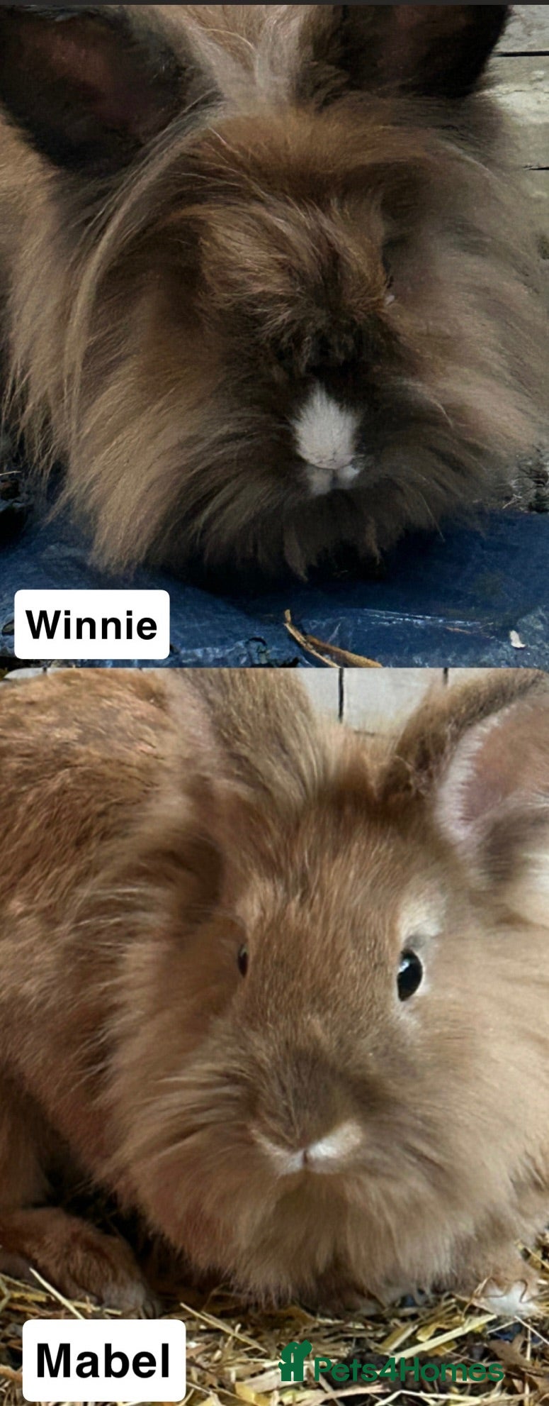 Lionhead rabbits Beautiful rabbits needing immediate home - Advert 7