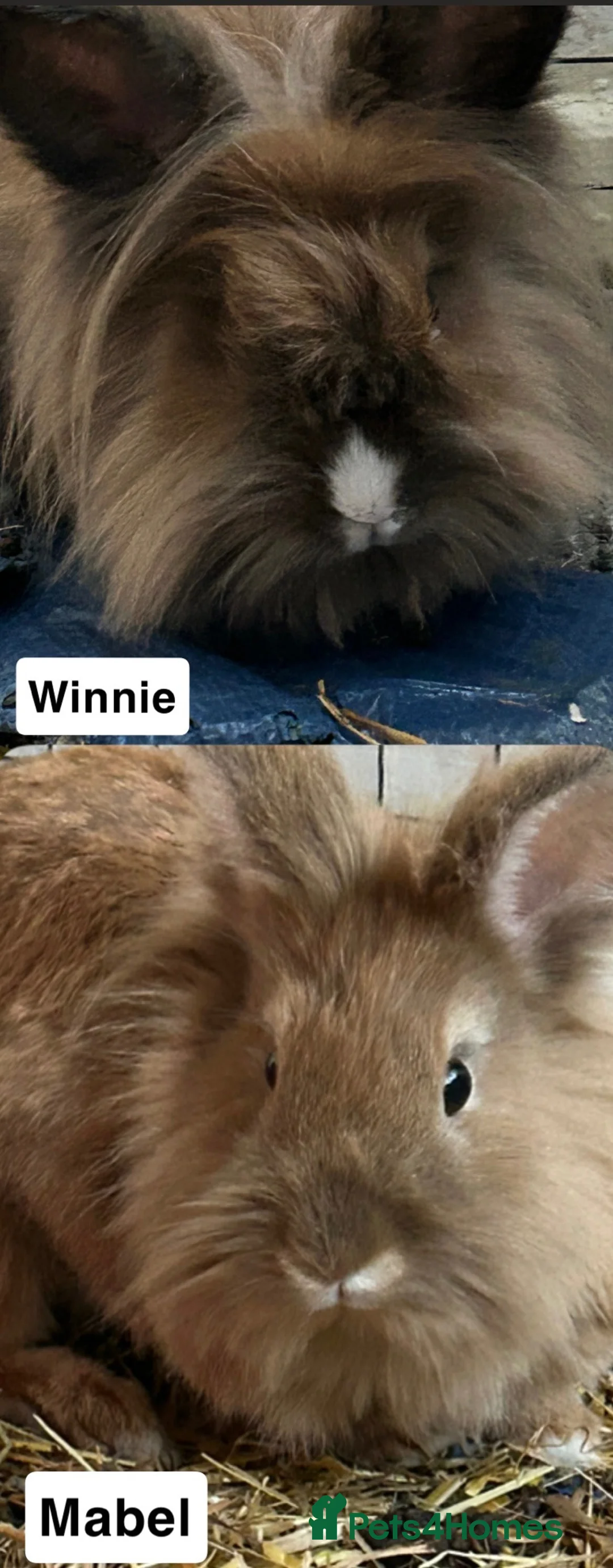 Lionhead rabbits for sale: Beautiful rabbits needing immediate home in Belfast - Advert 1