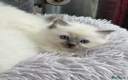 Ragdoll cats for sale: 3 Beautiful Female Blue Point Ragdoll Kittens - Image 4