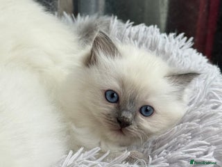 Ragdoll cats - Advert 29