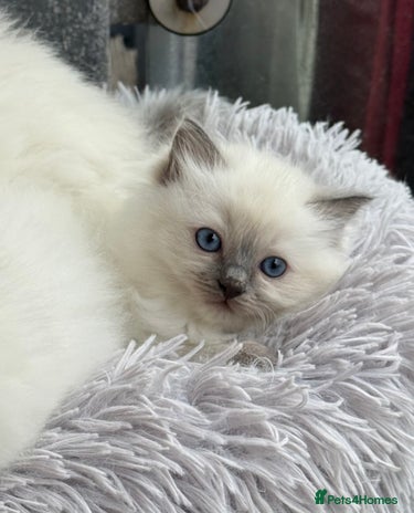 Ragdoll cats - Advert 9