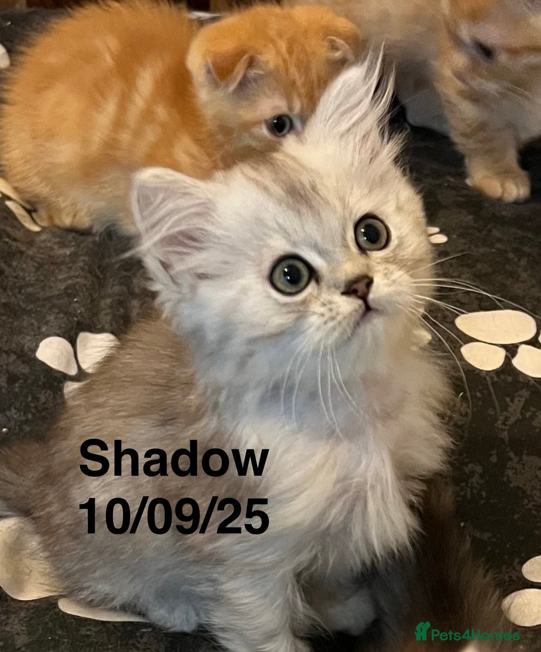 Munchkin cats for sale: Exceptional Quality & Extremely Rare Silver Minuet - Image 23