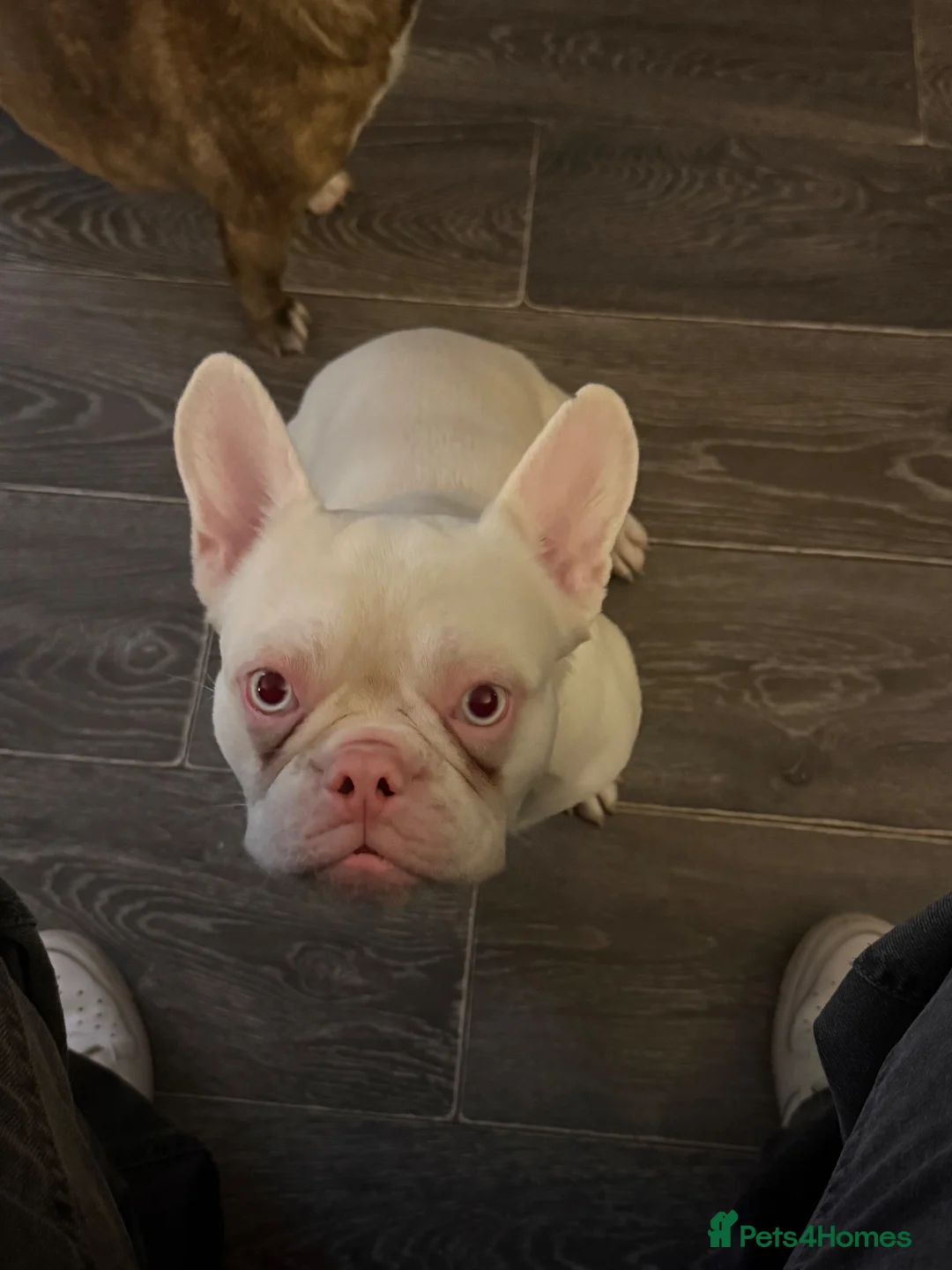 French Bulldog dogs for sale: Male albino french bulldog  in Wigan - Advert 2