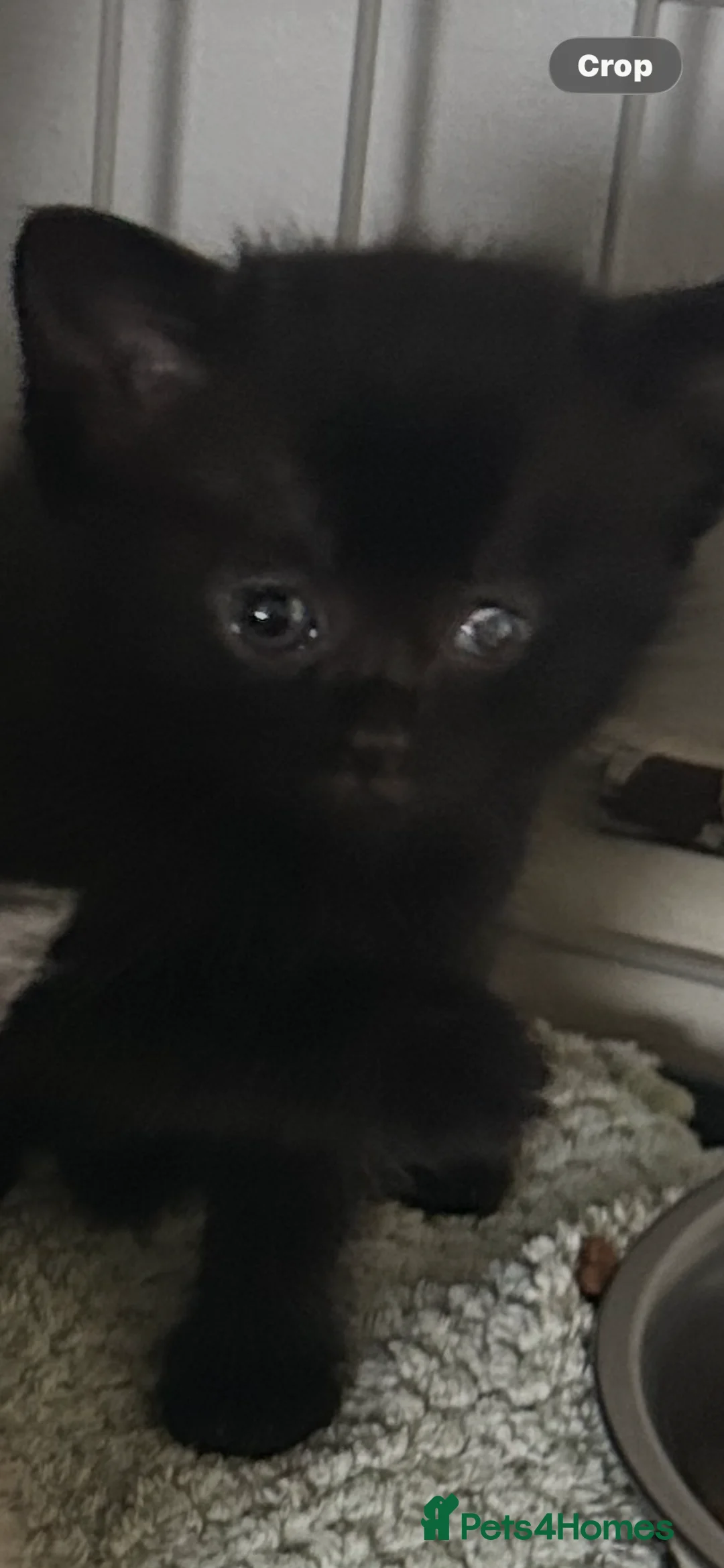 Mixed Breed cats for sale: Kittens ready for their new homes now - Advert 2