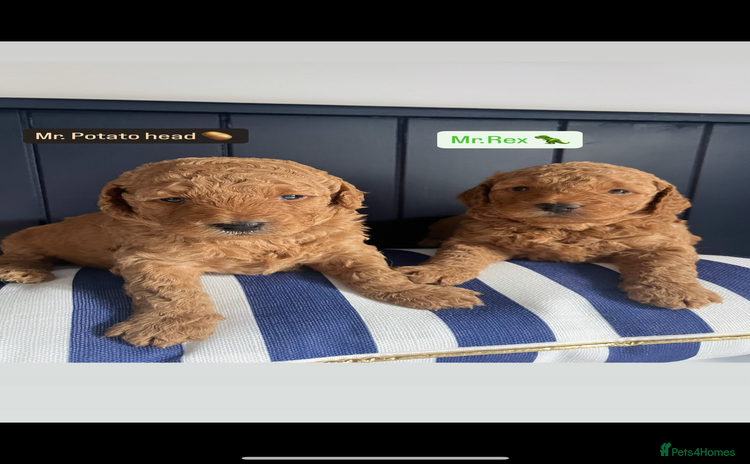 Mini Goldendoodle dogs - Advert 1