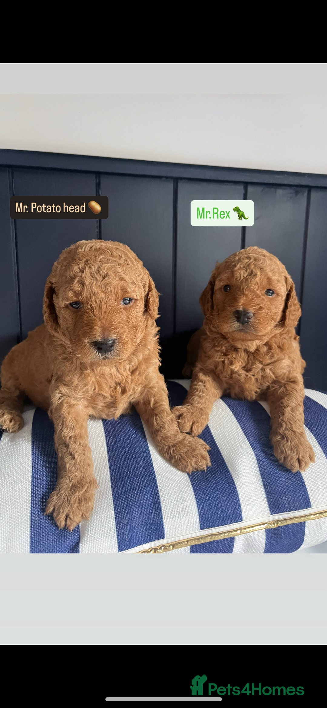 Mini Goldendoodle dogs for sale: Absolutely stunning Mini Goldendoodle puppies 🐾 - Image 1
