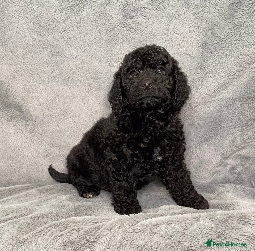 Cockapoo dogs for sale: Cockapoo puppies ready now full vacs/health tested - Advert 8