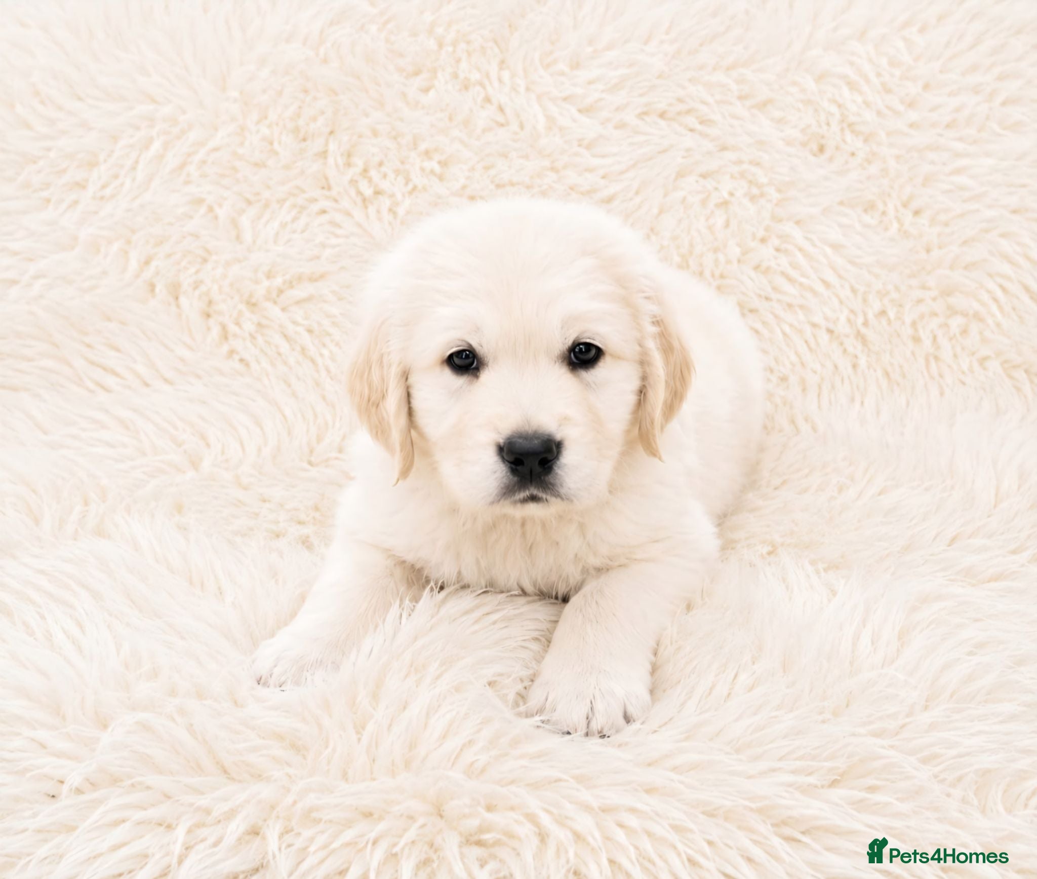 Golden Retriever dogs Newmiller Retrievers - One Boy Avaliable  - Advert 2