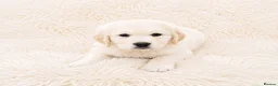 Golden Retriever dogs for sale: Newmiller Retrievers - One Boy Avaliable  - Advert 2
