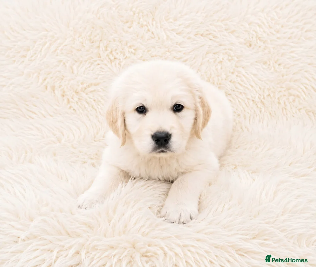 Golden Retriever dogs for sale: Newmiller Retrievers - One Boy Avaliable  - Advert 2