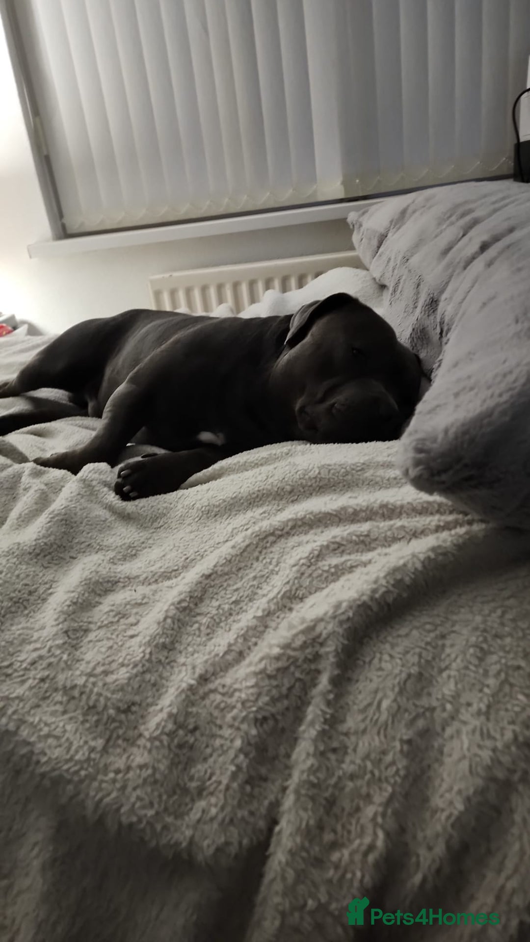 Staffordshire Bull Terrier dogs for stud: Maximus Prime ready for Stud in Birmingham - Advert 15