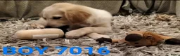 Golden Retriever dogs for sale: STUNNING GOLDEN RETRIEVER PUPS - Advert 7