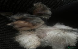 Yorkshire Terrier dogs for sale: Yorkshire Terrier tri colour (biewer)  - Image 4