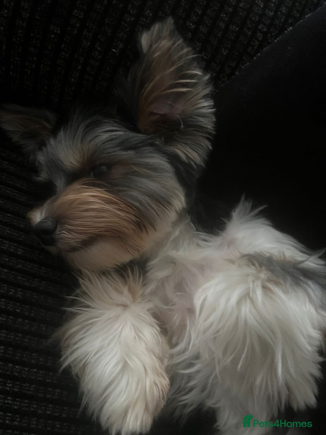 Yorkshire Terrier dogs for sale: Yorkshire Terrier tri colour (biewer)  - Image 4