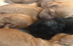 Cavapoo dogs for sale: Stunning Litter of F1B Cavapoo Puppies - Image 6