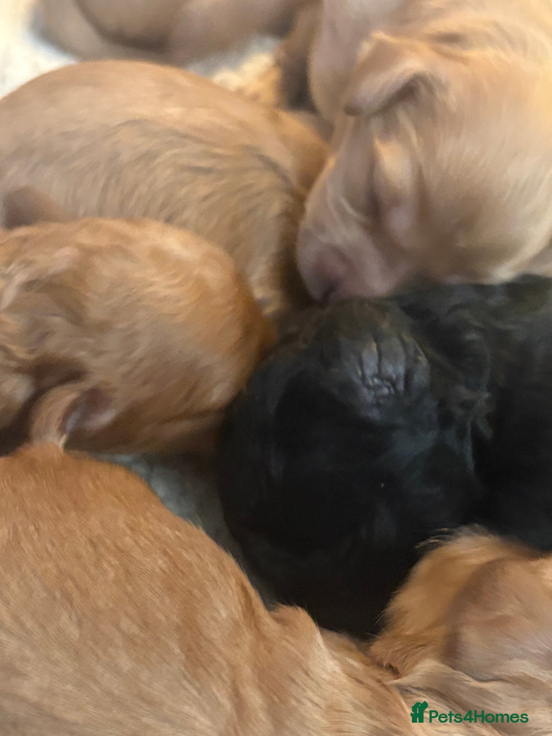 Cavapoo dogs for sale: Stunning Litter of F1B Cavapoo Puppies - Image 6