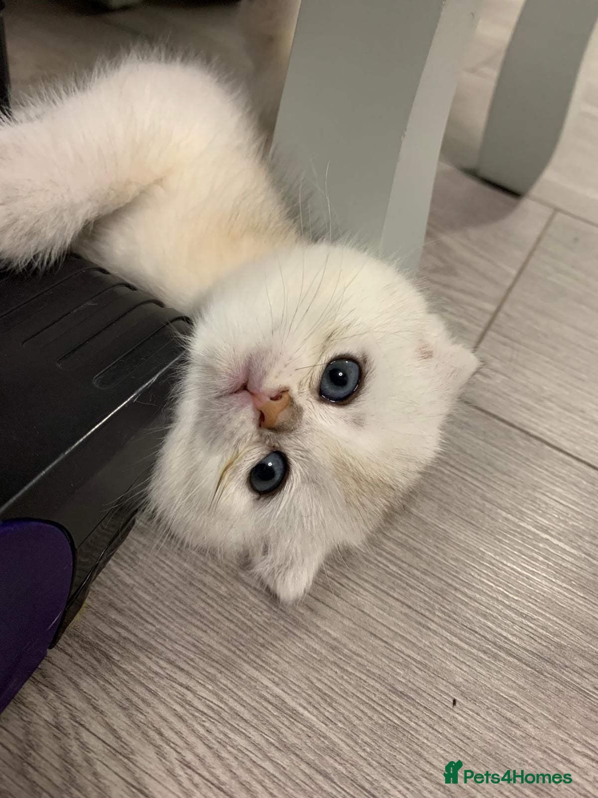 Scottish Fold cats Adorable Scottish Fold & Straight Kittens - Advert 1