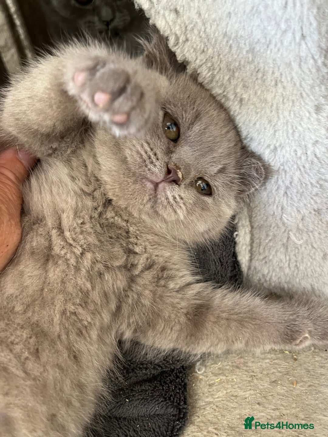 Mixed Breed cats for sale: British shorthair Lilac boy ready now - Image 1
