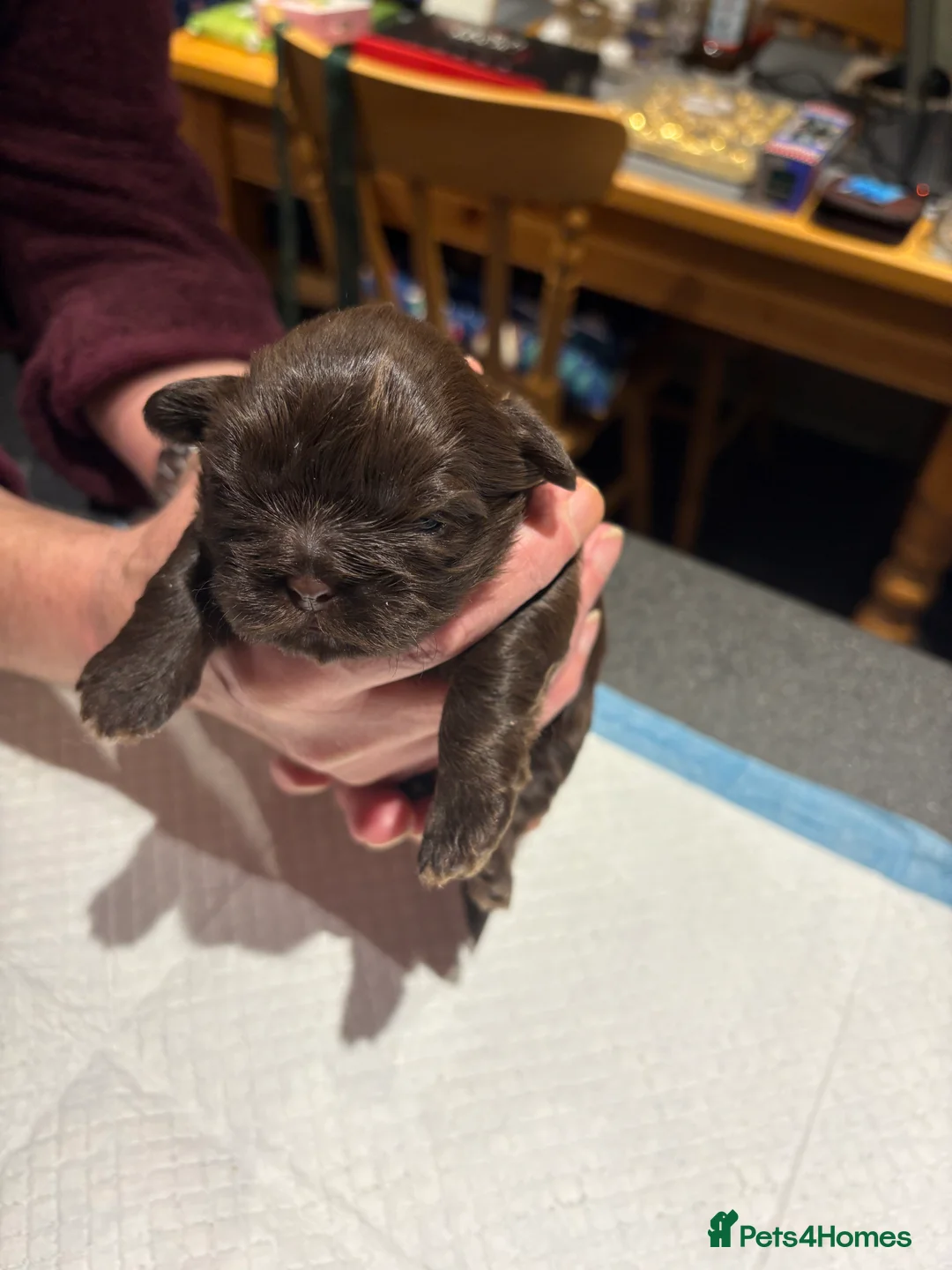 Shih Tzu dogs for stud: Bailey for stud in Spalding - Advert 4