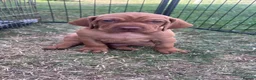 Hungarian Vizsla dogs for sale: 🌟Stunning, strong health tested KC pups 🌟  - Advert 5