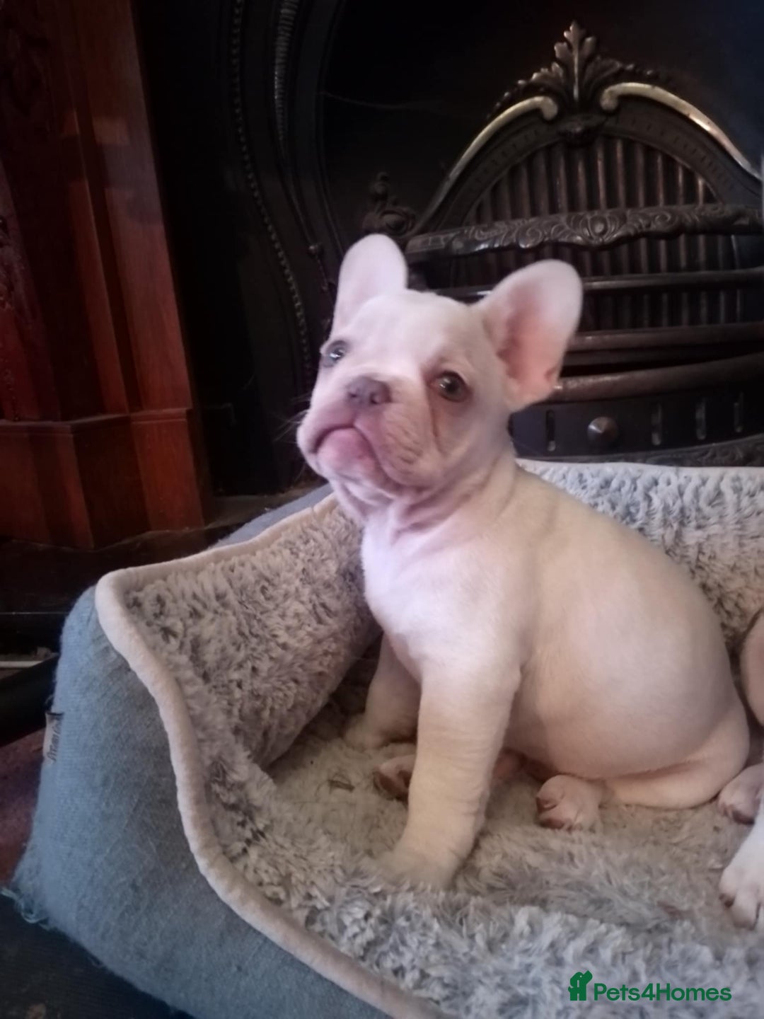 French Bulldog dogs for sale: French Bulldog Puppies For Sale  - Advert 8