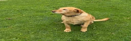 Labrador Retriever dogs for sale: Labrador KC Registered Health Tested Female - Advert 4