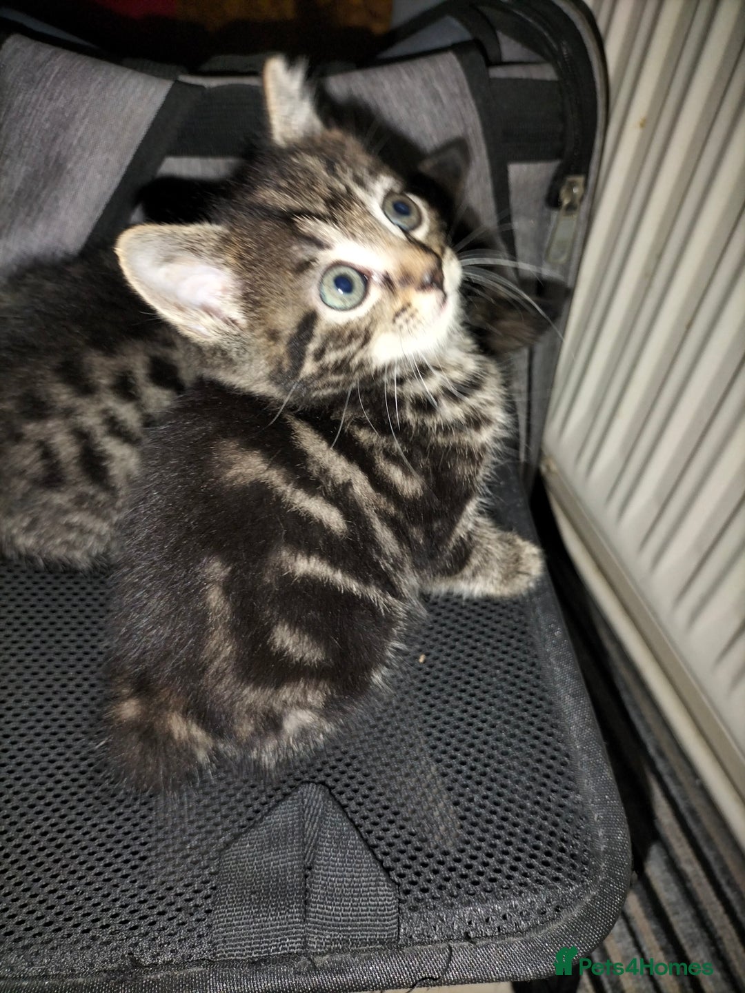 Mixed Breed cats for sale: 5 Beautiful Tabby Kittens - Image 1